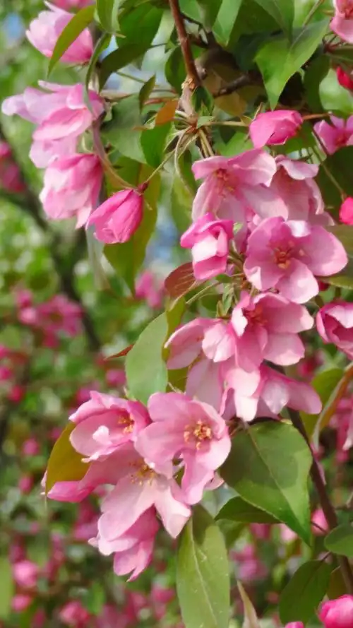 海棠花绚丽绽放 20180405王克勤摄于北京元大都城垣遗址公园