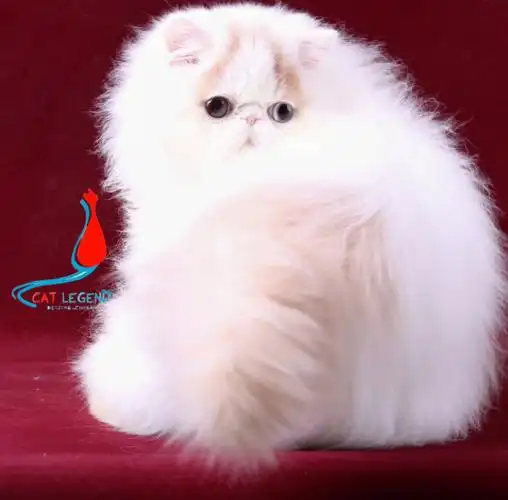 波斯传奇乳白梵色鸳鸯眼波斯猫弟弟