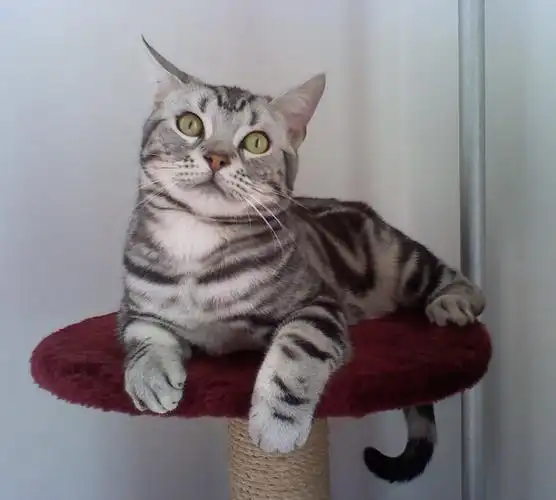 p>美国短毛猫是原产于美国的一种猫,其祖先为欧洲早期移民带到北美的