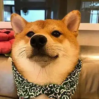 捏捏 这小脸蛋_狗头