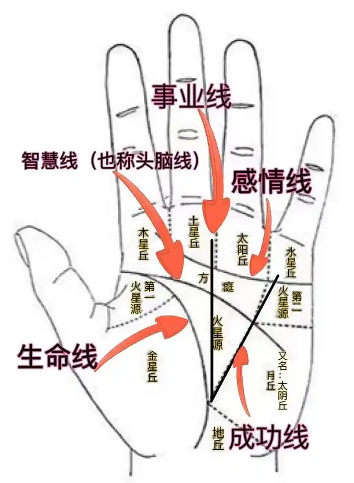 手掌纹!#掌纹的秘密 #易学智慧 #看看你是什么手型 - 抖音