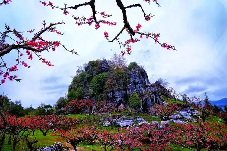 醉美连平桃花源,"十里桃花,万亩果园".