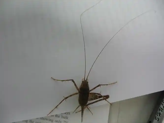 灶鸡 tsàu-koi:灶马,灶马蟋蟀,灶蟋,灶蟀,灶螽.