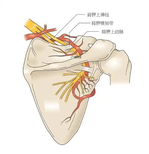肩胛上神经损伤与卡压