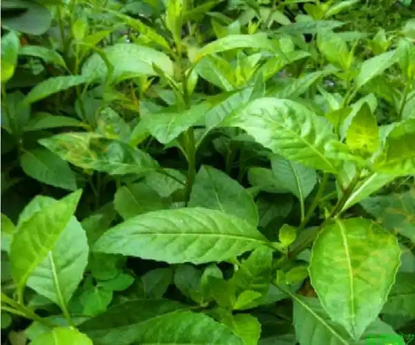 明月草盆栽大苗白子菜庭院阳台绿植多年生金鸡毛草泰国仙草明月草老苗