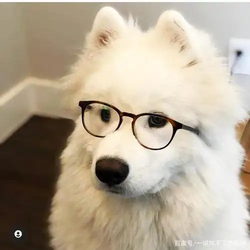 主人说,我戴眼镜像个知识分子,嘿嘿嘿