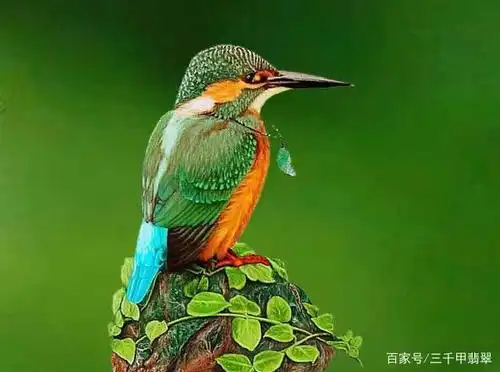 传说翡翠鸟毛色,以红黄蓝绿橙紫青集一身,色彩美丽惊艳.