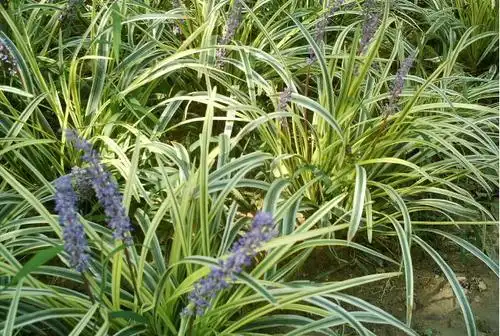 园林绿化工程常用观赏草品种(下)