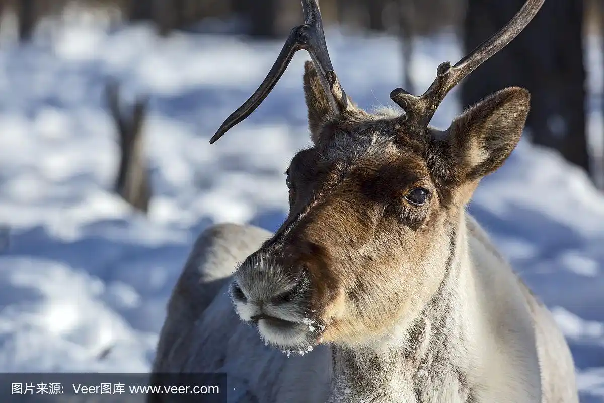 躺在雪地上的驯鹿头特写