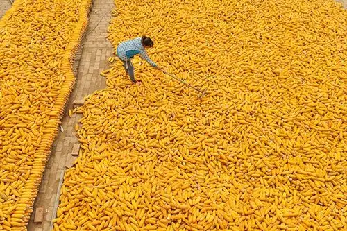 渤海粮仓金秋粮满仓