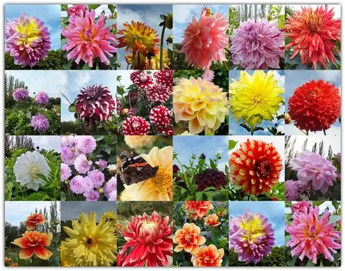 在花的世界,百花齐放,芬芳争艳(8/20)