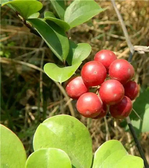 别名:金刚刺,金刚藤,乌鱼刺,铁菱角,马加勒,筋骨柱子,红灯果,金刚根