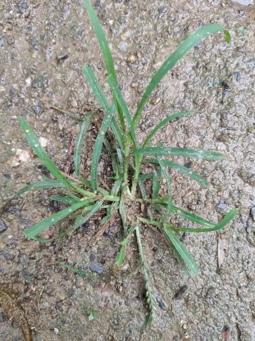 牛筋草到底该怎么防治这个方法要记住