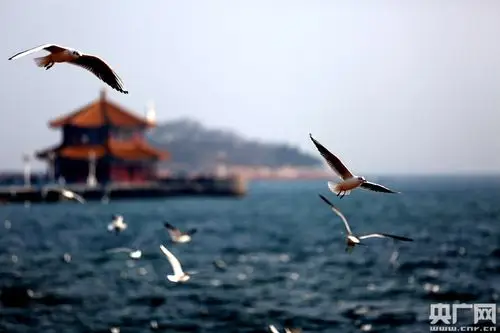 海鸥们似乎也在享受在青岛的最后一段时光.