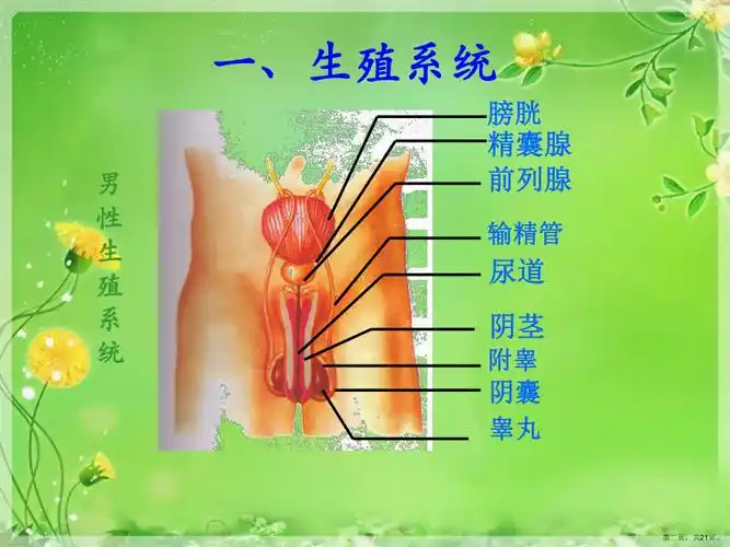 七年级生物下册第四单元第一章第二节人的生殖_第2页