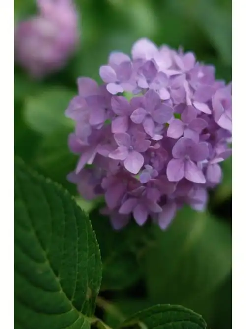 绣球花  #鲜花分享  #南京