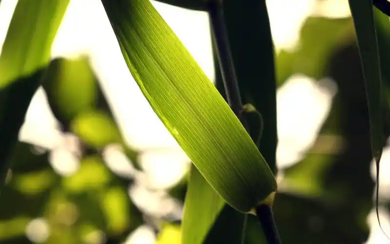 绿色护眼竹子清新图片桌面高清壁纸