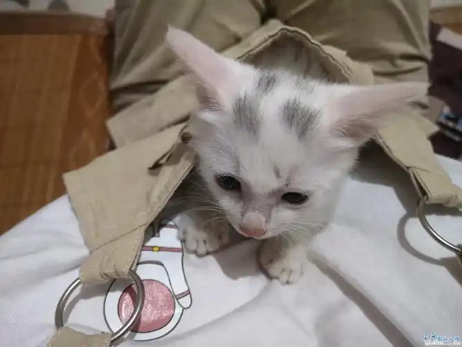 把可爱的小土喵带回家叭!