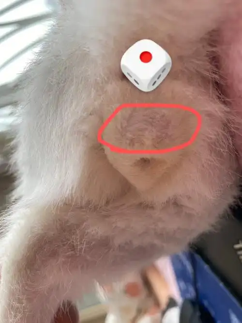 养了几个月的小母猫,我越发的怀疑她是一只小公猫.