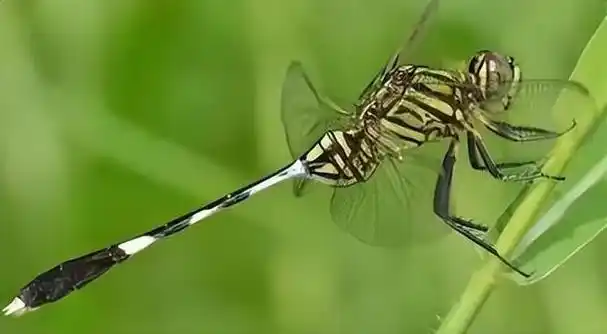 回顾:在田野和湖泊附近出现,以各种小昆虫为食蜻蜓有什么特别?