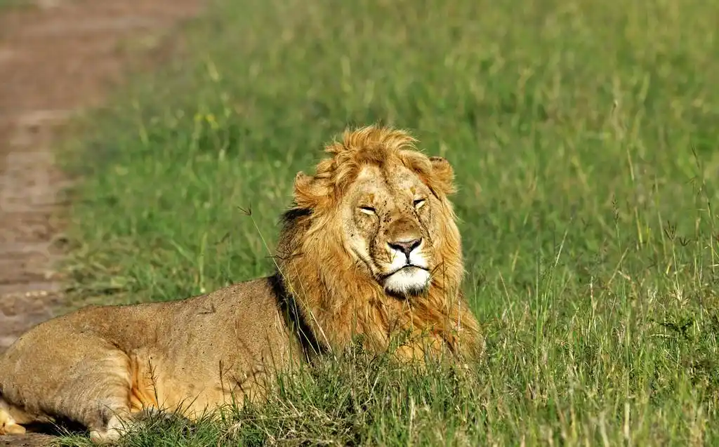 狮子,非洲大草原上的狮子