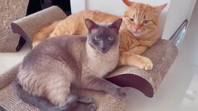 cv倒吊男超话—新浪微博超话社区