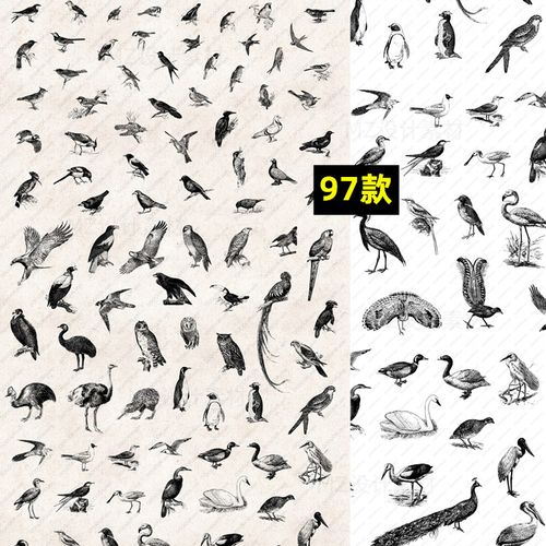 手绘素描鸟类飞禽鹦鹉孔雀燕子鸽子png透明免抠图ai矢量设计素材