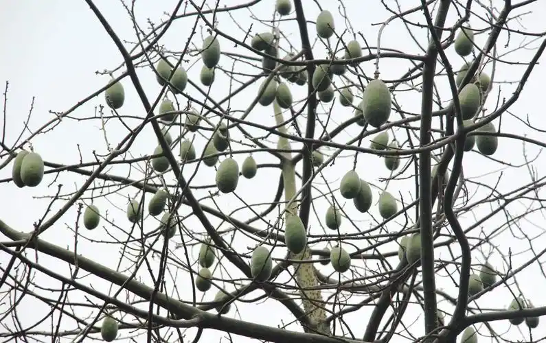 欣赏一下梅城树上的异化木棉果也很有意思