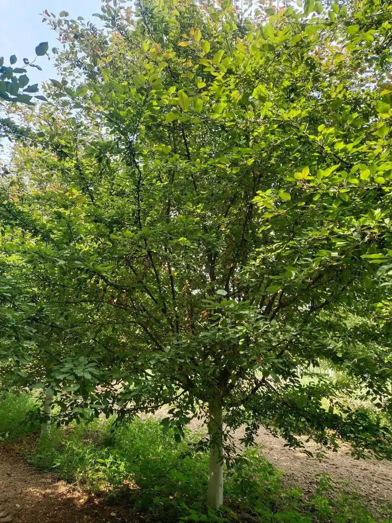 北美海棠系列(丰盛海棠)展示,高度5米左右,冠幅3.5--- - 抖音