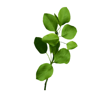 植物绿叶png免抠图素材