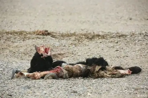 悲伤!可可西里失联的95后男孩,已经离世!