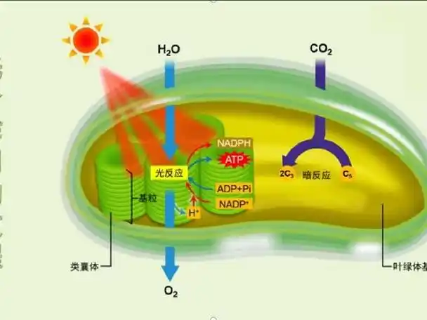 高中生物视频素材6:光合作用的过程