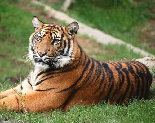 遇到老虎怎么做动物园扫地僧这样说