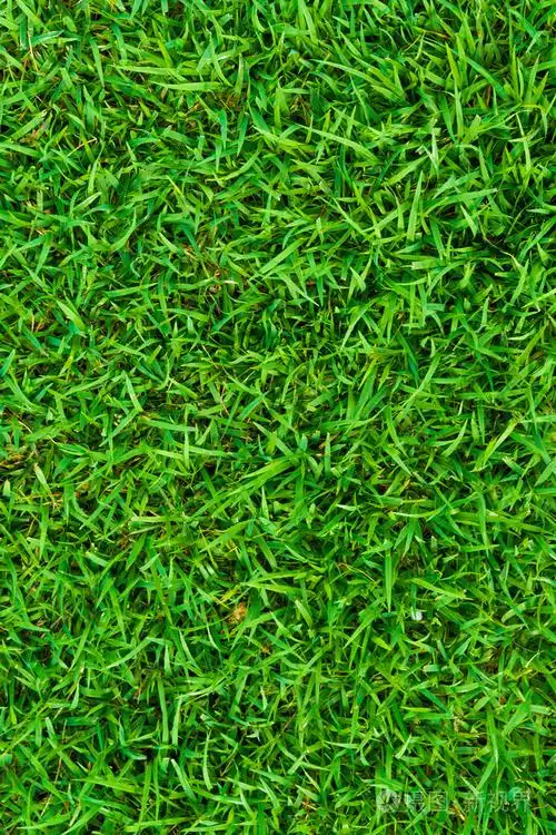 绿色天然草无缝纹理美丽的青草