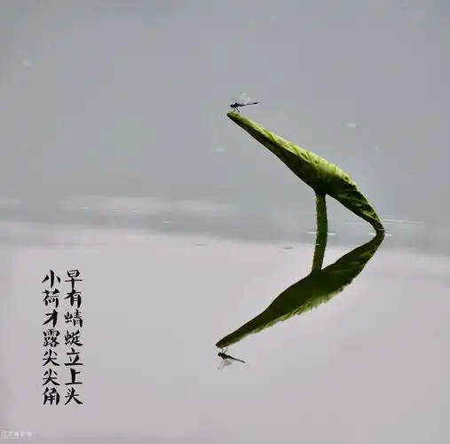 小荷才露尖尖角早有蜻蜓立上头