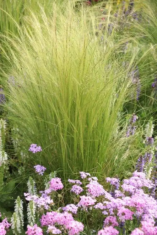 针茅养护方法包括