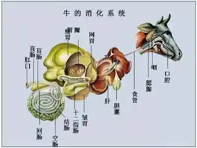 【青贮传奇】关于奶牛消化系统