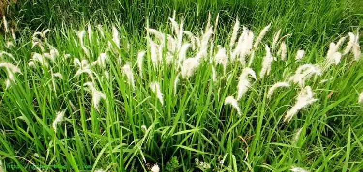 尿频尿急用淡白甘草汤健康小窍门  尿频.