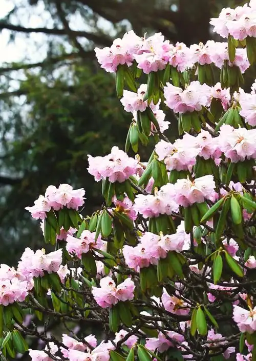 春暖商洛丨人间四月天 木王赏杜鹃