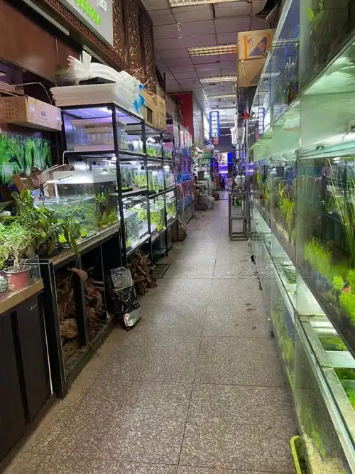 景星花鸟市场