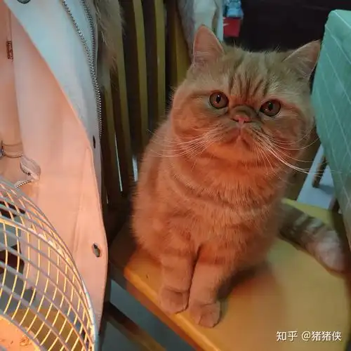 英短和加菲串的长大了会像哪样多点