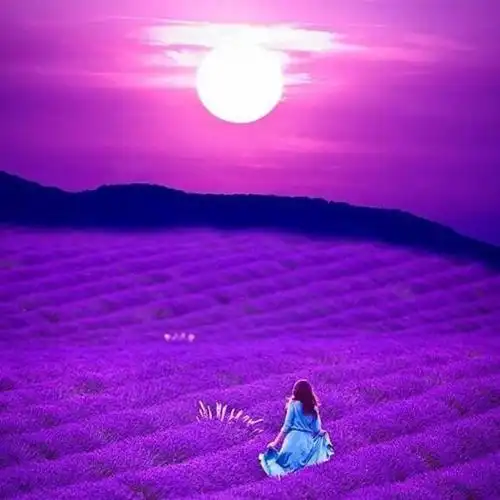 薰衣草花田 #欧美#背影#头像