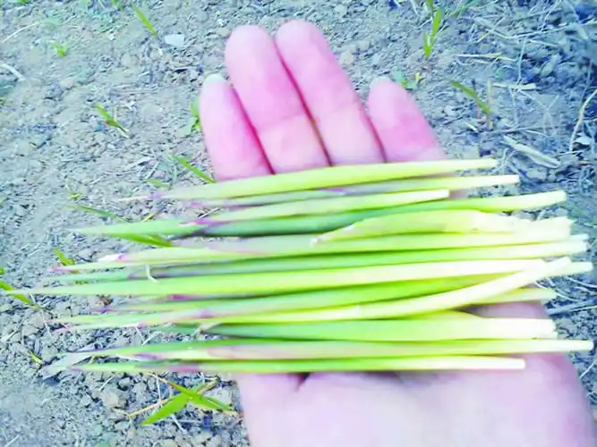 舌尖上的童年之茅针篇