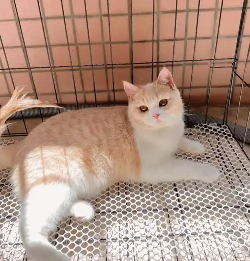 英短乳白的日常