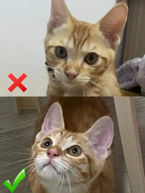 如何把不发腮的橘猫拍可爱