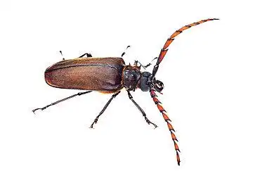 三叶虫_甲虫_幼体_雌性_婆罗洲_马来西亚_网_图片大全—全景创意图库