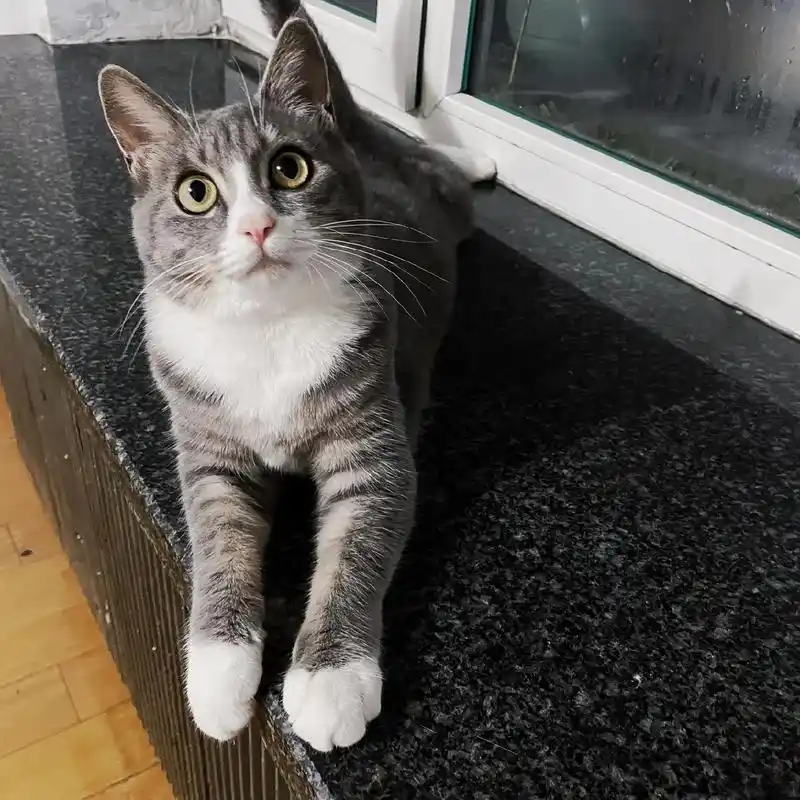 长春本地英短美短串串无偿领养.