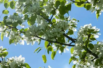 清新的樱花边界,绿色柔和的焦点背景,春天的时间,大自然照片