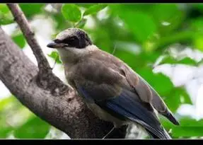 黑头尖嘴长尾灰蓝色羽毛,灰色尖嘴是什么鸟