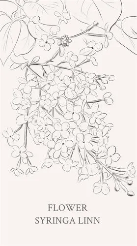 丁香属(手绘by curry1)